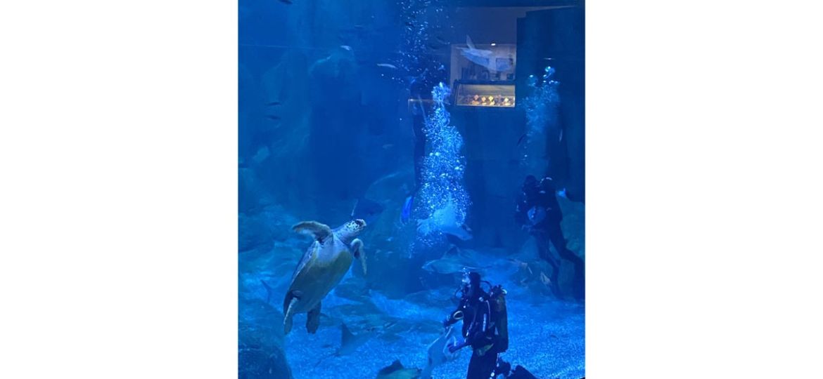 Aquarium Trip