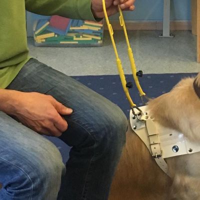 mef-is-istanbul-blind-dog-in-training